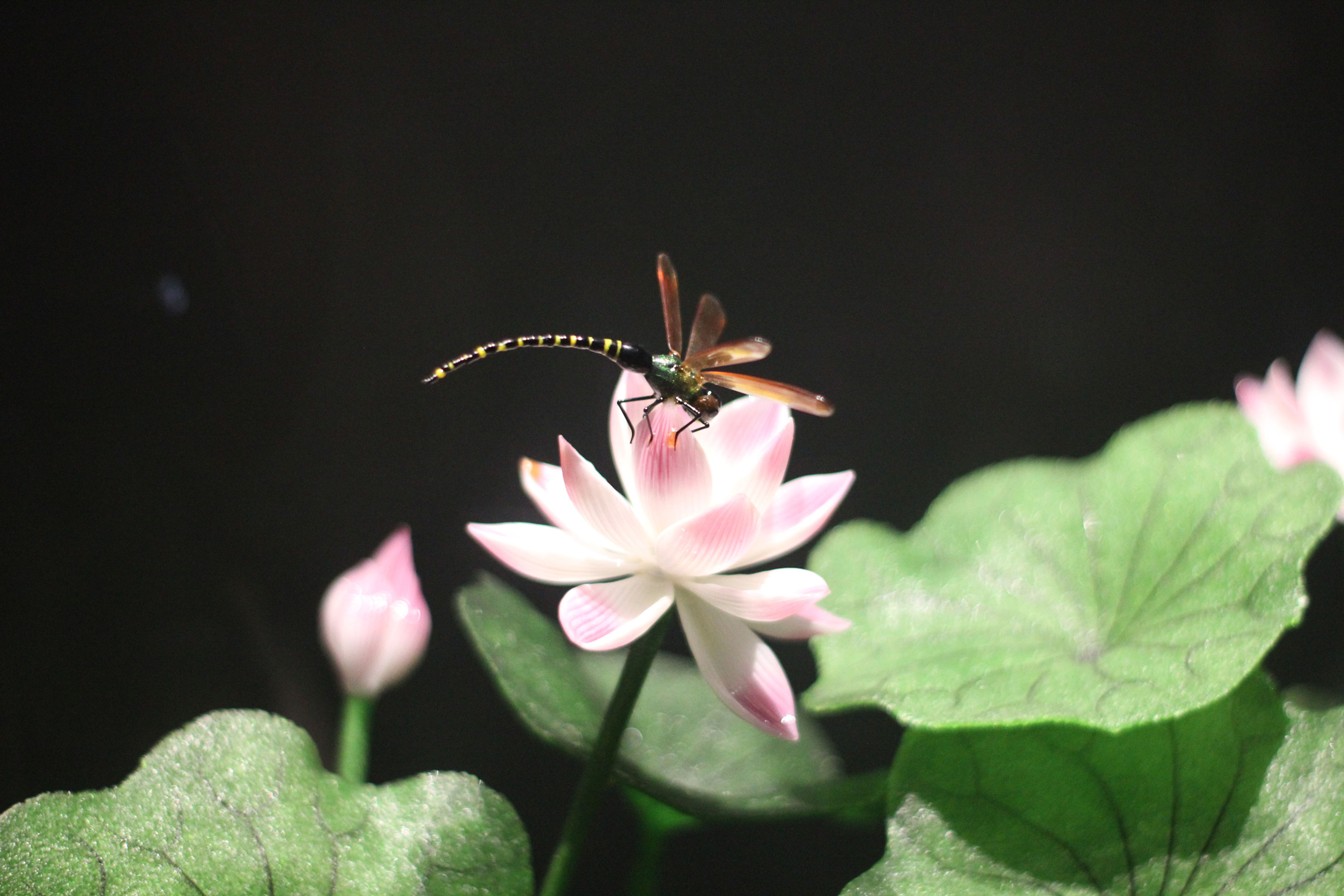 AG8�콢����(�й�)������ҳ